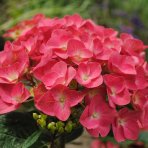 Hortenzia kalinolistá (Hydrangea macrophylla) ´RED BARON´ - výška 20-30 cm, kont. C1,5L